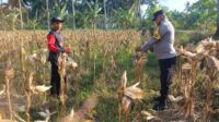 Panen Jagung di Dusun Lilin, Polsek Gerung Perkuat Sinergi dengan Petani (3) Panen Jagung di Dusun Lilin, Polsek Gerung Perkuat Sinergi dengan Petani