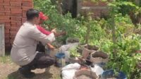 Sinergi Polsek Labuapi dan Warga Mapak Reong Dorong Pemanfaatan Pekarangan Produktif