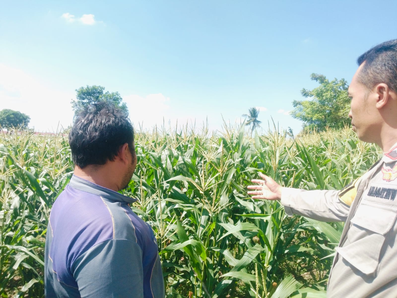 Polri Hadir untuk Pangan: Petani Desa Labuapi Didukung Tanam Jagung di Lahan Kosong