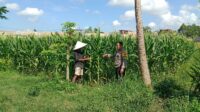 Dusun Jerneng Lombok Barat Jadikan Lahan Kosong Sumber Pangan Keluarga