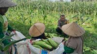 WhatsApp Image 2025-09-27 at 11.31.22 (1) Panen Jagung Dusun Jerneng: Polsek Labuapi Dorong Swasembada Pangan Lokal