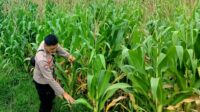 WhatsApp Image 2025-09-29 at 11.16.25 Bhabinkamtibmas Kuripan Selatan Dorong Optimalisasi Pertanian Jagung ke Bulog