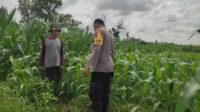 WhatsApp Image 2025-09-30 at 11.39.38_fe24e08e Polri Aktif Kawal Pertanian Jagung di Desa Kuranji Dalang, Labuapi Lombok Barat