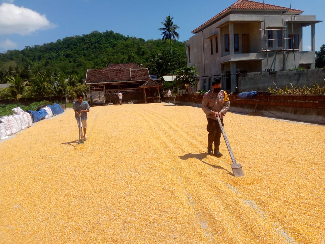Sinergi Polsek Kuripan dan Petani Gerung Jaga Stabilitas Pangan Daerah