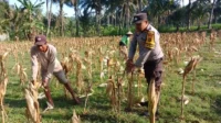 Sinergi Polri dan Petani di Gerung Dorong Stabilitas Harga Jagung