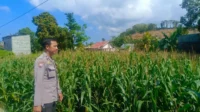 WhatsApp Image 2025-10-14 at 12.07.11_result Kehadiran Polisi di Ladang Jagung, Bukti Sinergi Polri dan Petani di Lombok Barat