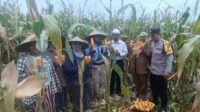 WhatsApp Image 2025-10-29 at 12.09.50 Panen Jagung di Babussalam, Polri Jadi Sahabat Petani Lombok Barat