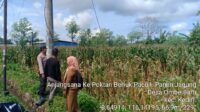 Bhabinkamtibmas Kediri Lobar dan PPL Tinjau Panen Jagung, Jaga Kestabilan Pangan Desa