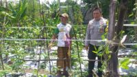 Sinergi Polri-Warga: Pekarangan Rumah Jadi Kunci Mandiri Pangan