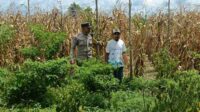 Langkah Praksis Polsek Gerung: Edukasi Pemanfaatan Lahan Kosong