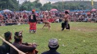 Pelestarian Budaya Sasak: Final Peresean Tarung Pepadu Lombok Berlangsung Aman