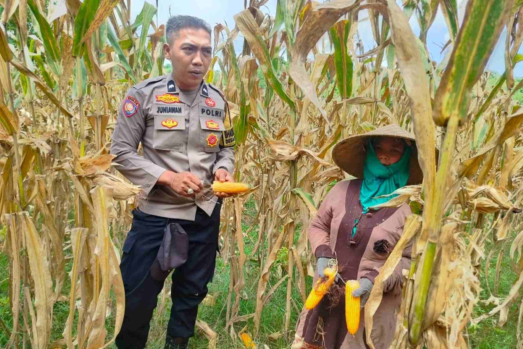 Peran Polri Jaga Stabilitas Harga, Petani Jagung Lombok Barat Diimbau Jual ke Bulog