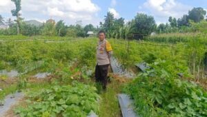 Strategi Polsek Gerung Perkuat Ketahanan Pangan Nasional