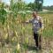 Strategi Polsek Labuapi Tingkatkan Produksi Jagung NTB