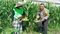 Strategi Polsek Labuapi Wujudkan Kemandirian Pangan